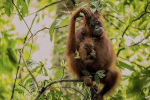 Adult female Walimah with one month old infant. Scratching head and looking down at baby.